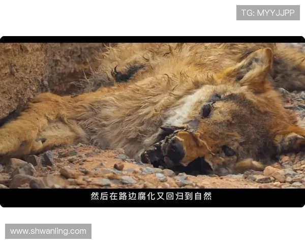 张娜的飞盘人生探索:从热爱到梦想的深度对话与成长之路 张娜的飞盘人生探索:从热爱到梦想的深度对话与成长之路